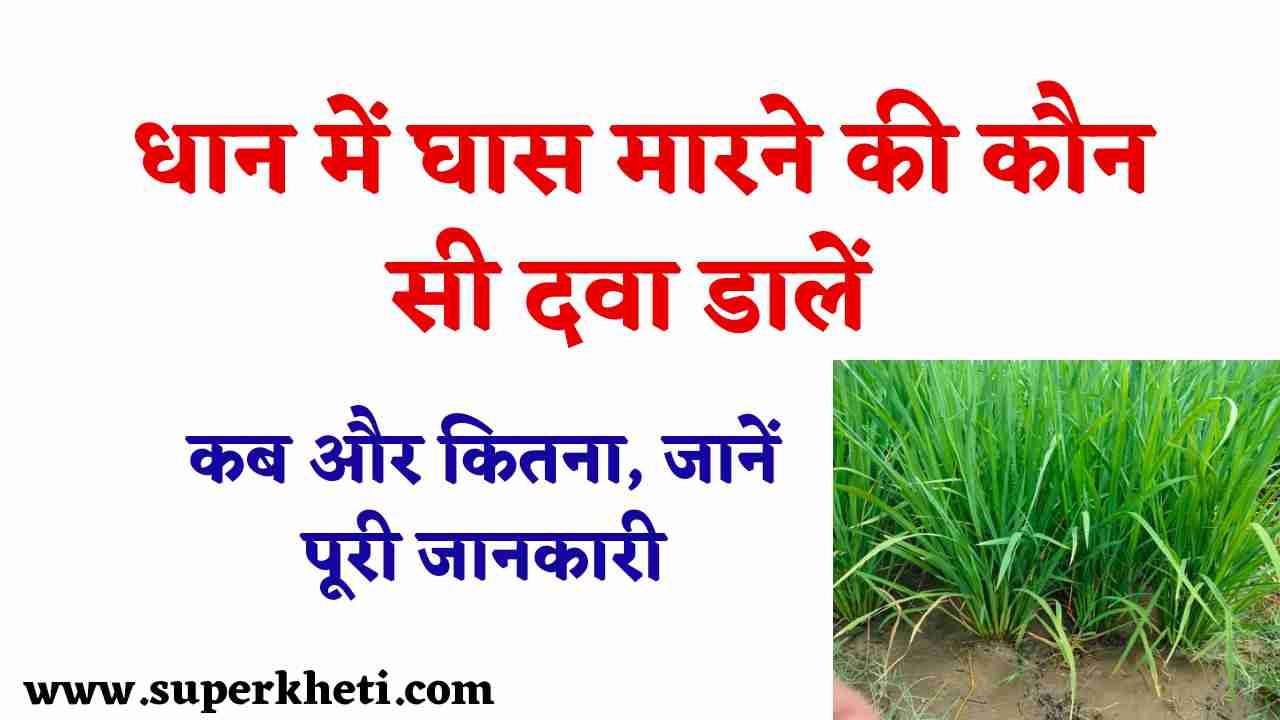 Dhan Me Ghas Marne Ki Dawa: धान में घास मारने की कौन सी दवा डालें?, कब और कितना, जानें पूरी जानकारी 