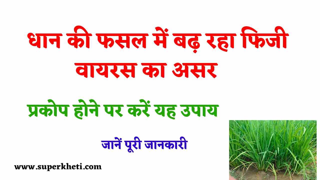 Fiji Virus in Paddy Crop: धान के किसान हो जाएं सावधान, धान की फसल में फिजी वायरस का प्रकोप होने पर करें यह उपाय