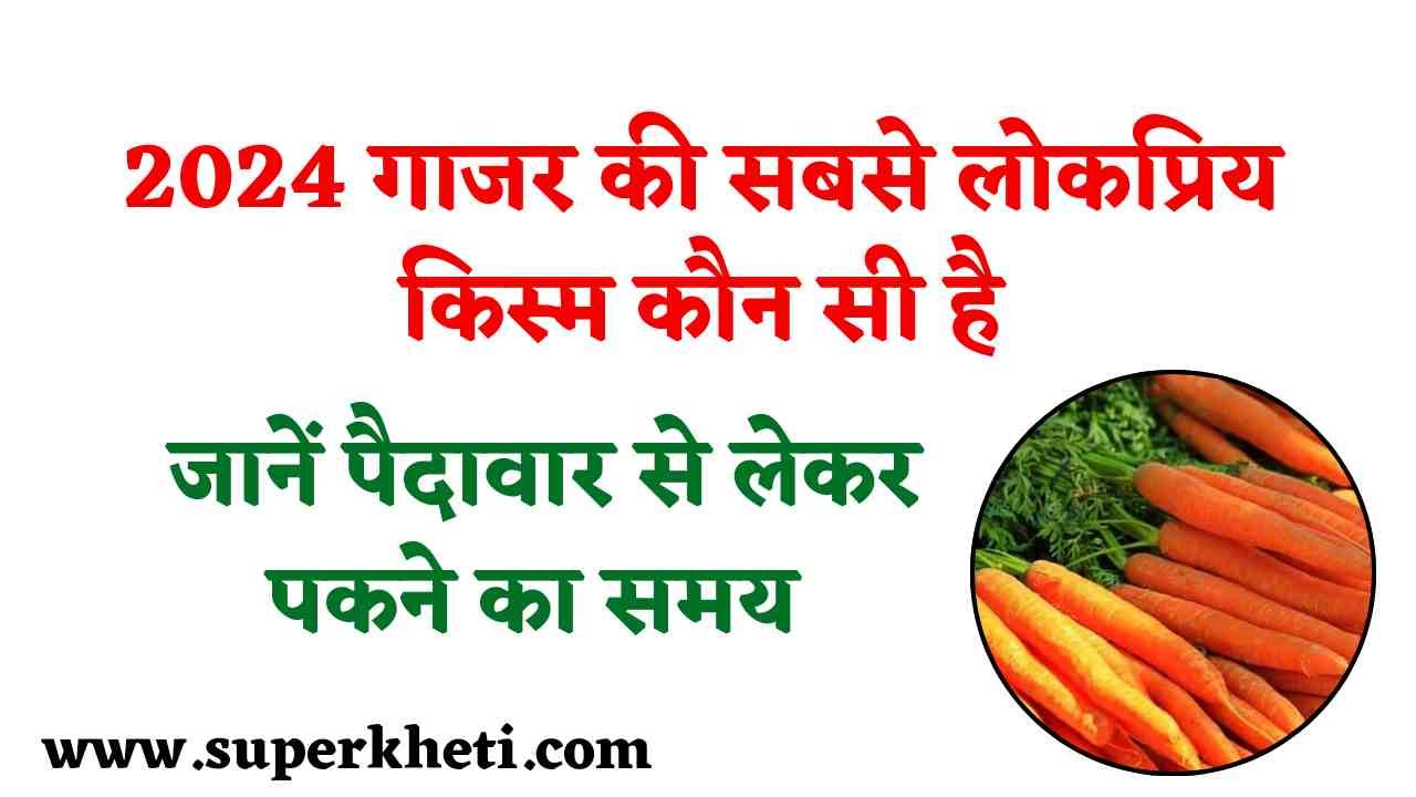 Gajar Ki Kheti : 2024 गाजर की सबसे लोकप्रिय किस्म कौन सी है, जानें पैदावार से लेकर पकने का समय, पूरी जानकारी