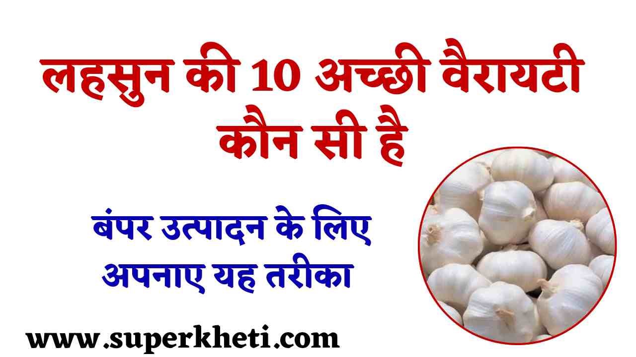 Lahsun Ki Top 10 Variety: लहसुन की 10 अच्छी वैरायटी कौन सी है, बंपर उत्पादन के लिए अपनाए यह तरीका