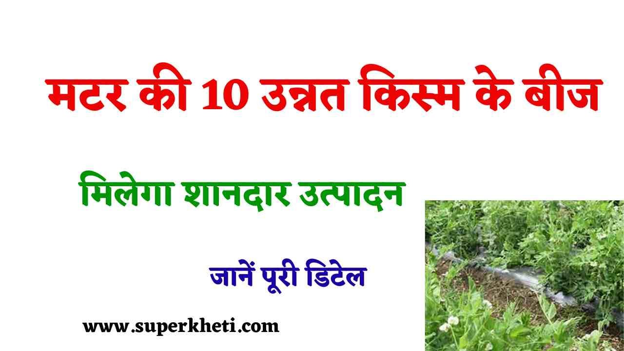 Matar Ki Top 10 Variety: मटर की 10 उन्नत किस्म के बीज, जिससे लगाकर मिलेगा शानदार, जानें पूरी डिटेल