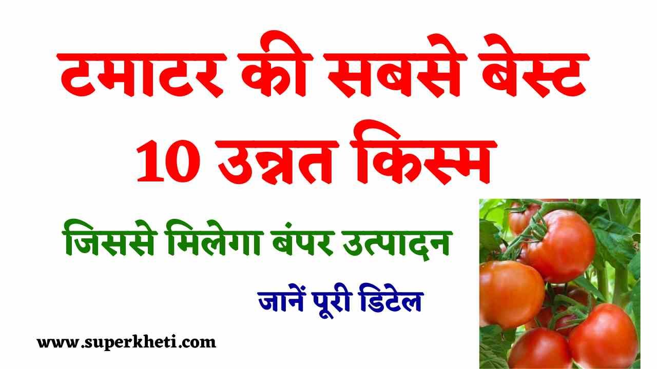 Tamatar Ki 10 Top Variety 2024: टमाटर की सबसे बेस्ट 10 उन्नत किस्म कौन सी है, जानें पूरी डिटेल