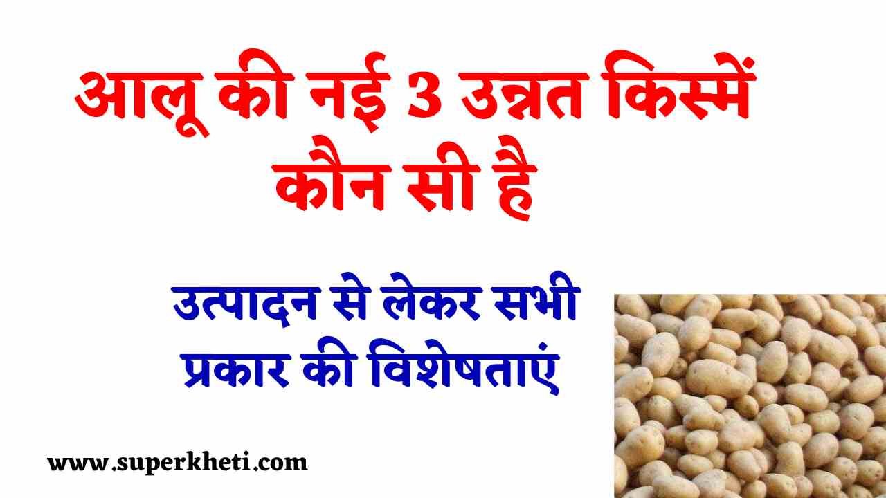 New 3 Variety of Potato: आलू की नई 3 उन्नत किस्में कौन सी हैं, जाने उत्पादन से लेकर सभी प्रकार की विशेषताएं