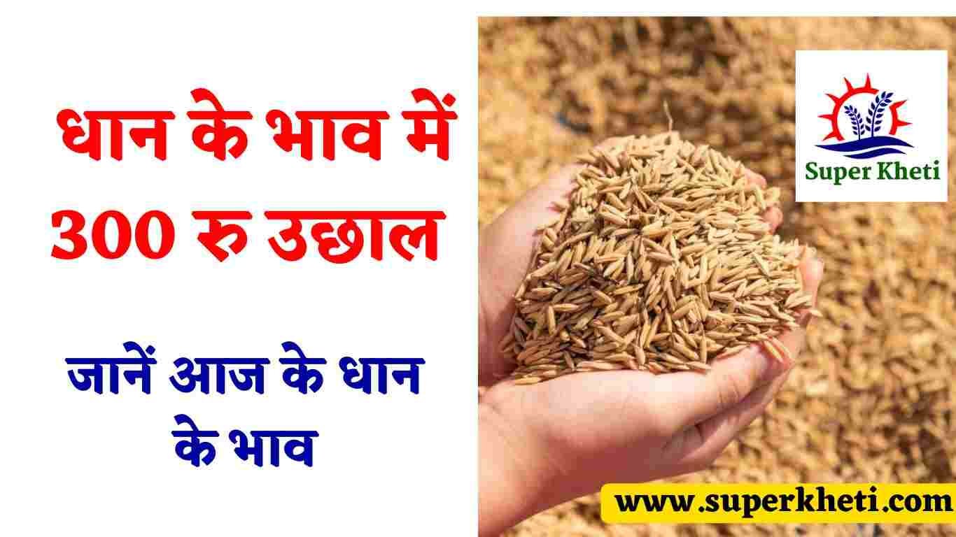 1509 Dhan Ka Bhav Today: धान के भाव में 300 रुपए प्रति क्विंटल का उछाल, जानें आज के धान के भाव