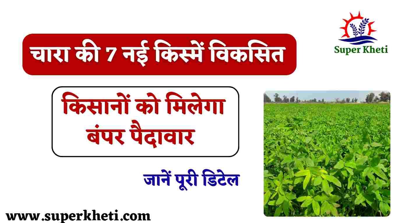 7 New Fodder Variety: किसानों के लिए कृषि वैज्ञानिकों ने तैयार की 7 नई चारा की किस्में, मिलेगा बंपर पैदावार, जानें पूरी डिटेल