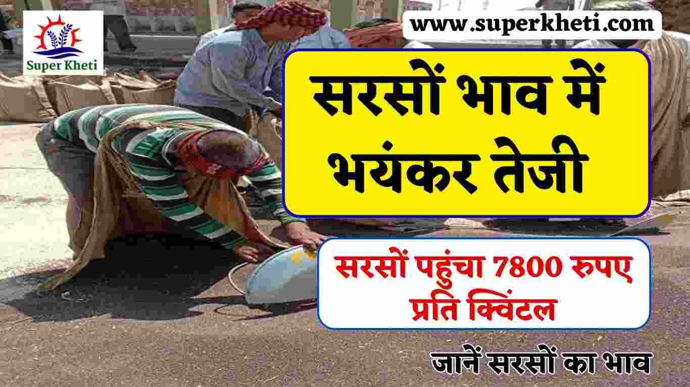 Aaj Ka Sarso Mandi Bhav: सरसों भाव में भयंकर तेजी, कीमत 7800 रुपए प्रति क्विंटल, जानें सरसों भाव