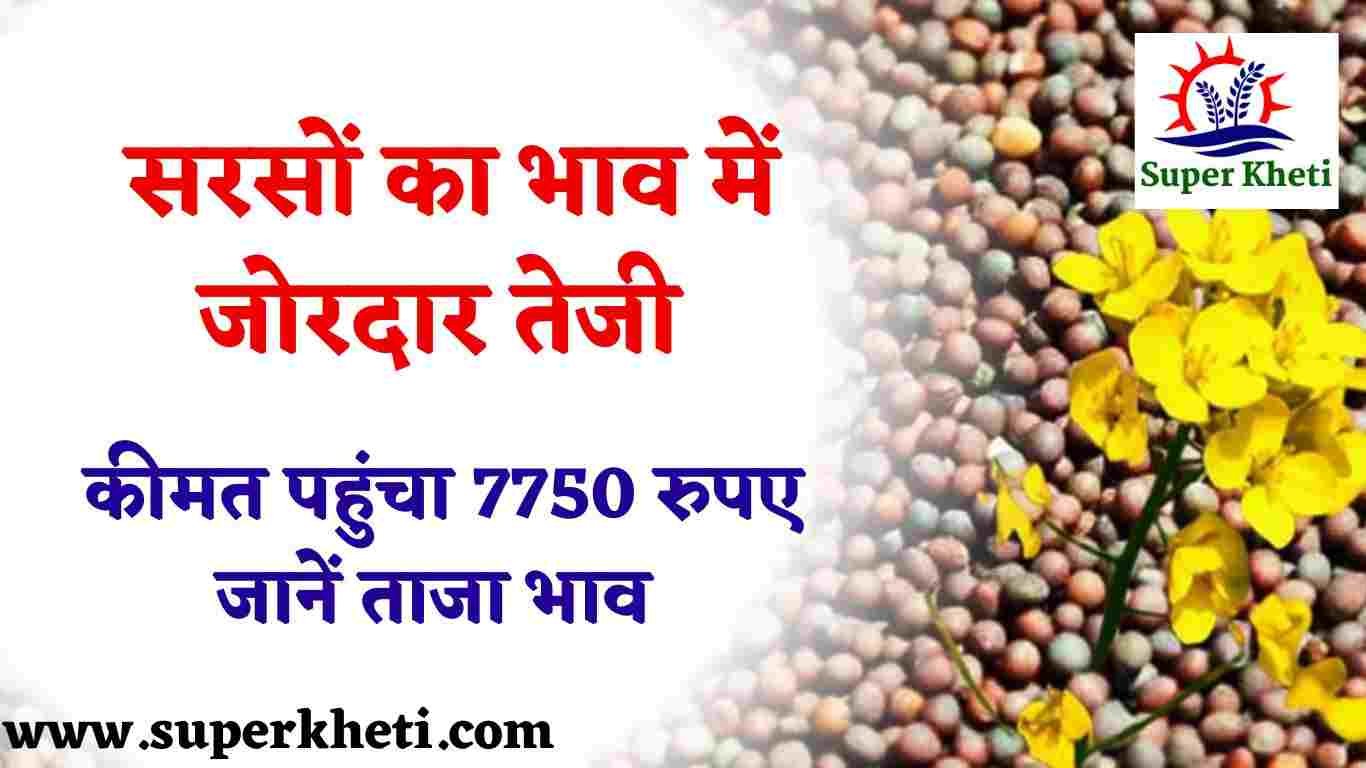 Aaj Ka Sarso Rate Today: सरसों का भाव में जोरदार तेजी, कीमत पहुंचा 7750 रुपए, जानें सरसों ताजा अपडेट 