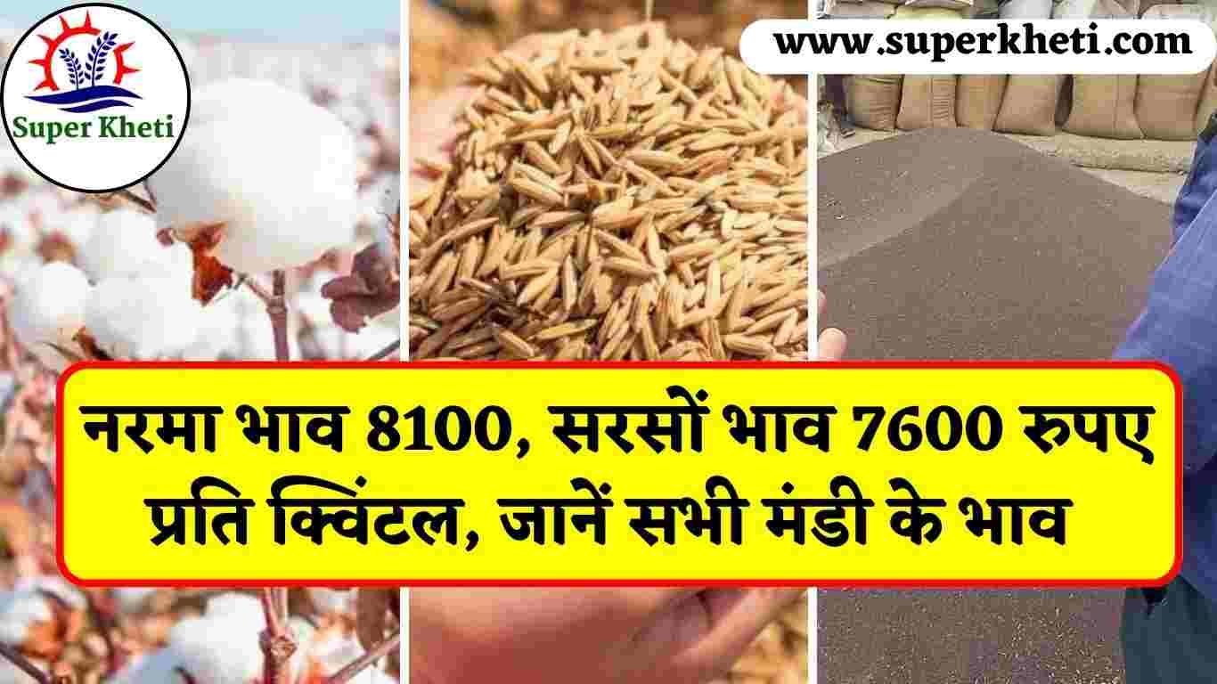 Anaj Mandi Price Today