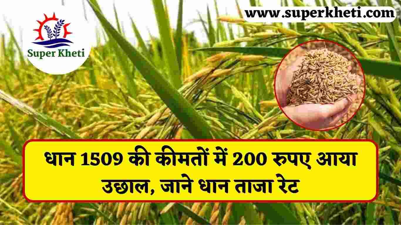 Big Jump in Paddy 1509 Price: धान 1509 की कीमतों में 200 रुपए आया उछाल, जाने धान ताजा रेट