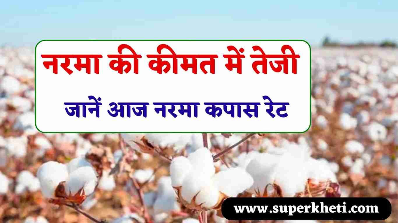 Cotton Rate Today: नरमा की कीमत में तेजी, कपास में मामूली गिरावट का असर, जानें आज नरमा कपास रेट 