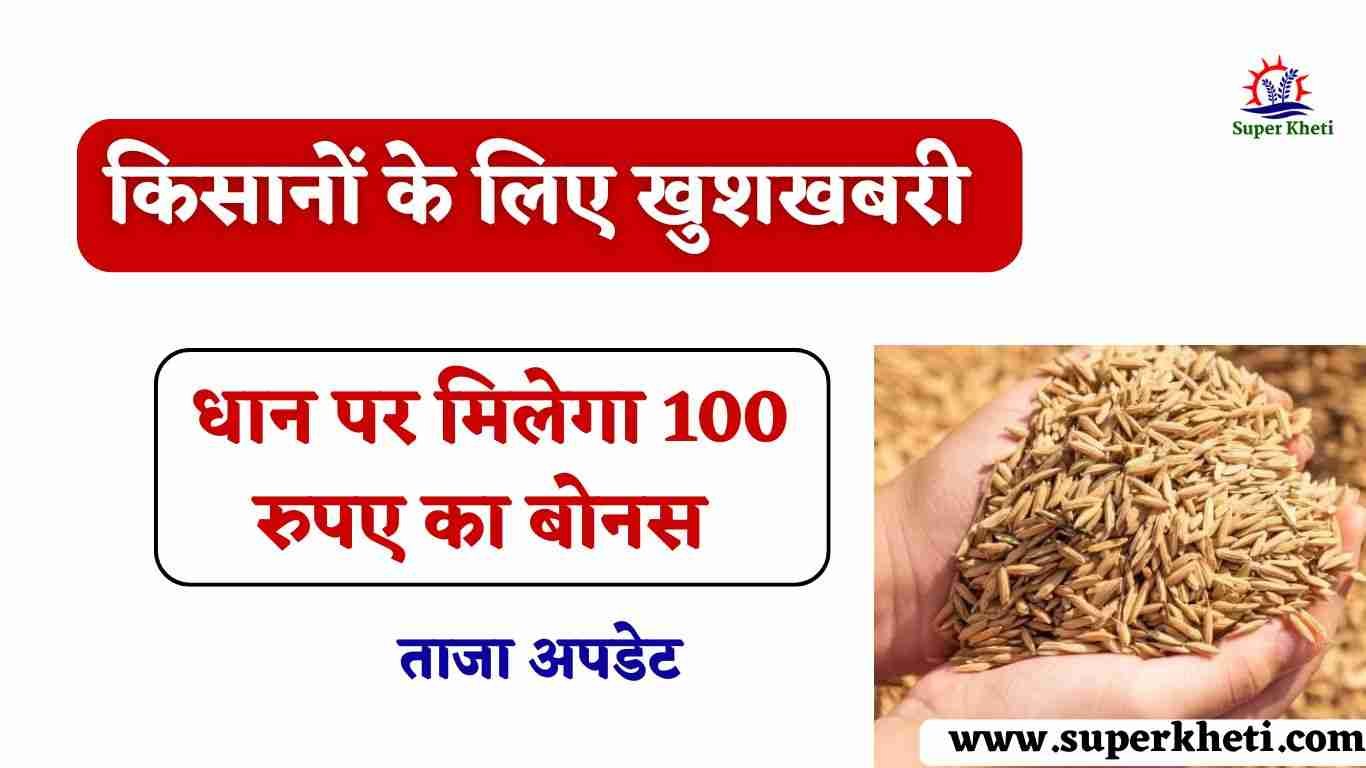 Dhaan Kharid Per Bonus: किसानों को धान पर मिलेगा 100 बोनस, धान की सरकारी रेट कितनी है