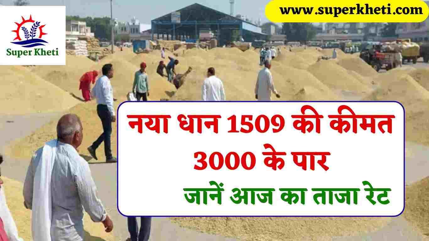 Dhan Ka Rate Today: धान 1509 की कीमत 3000 के पार, जानें आज 1121, 1718, PR 13, 26 बासमती के ताजा रेट