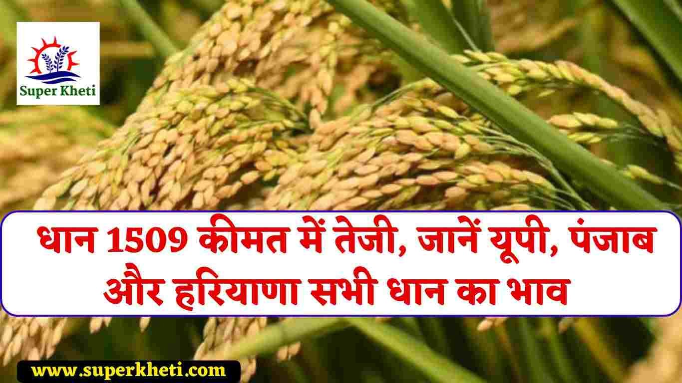 Dhan Rate 1509 Today: धान 1509 कीमत में तेजी, जानें यूपी, पंजाब और हरियाणा सभी धान का भाव 