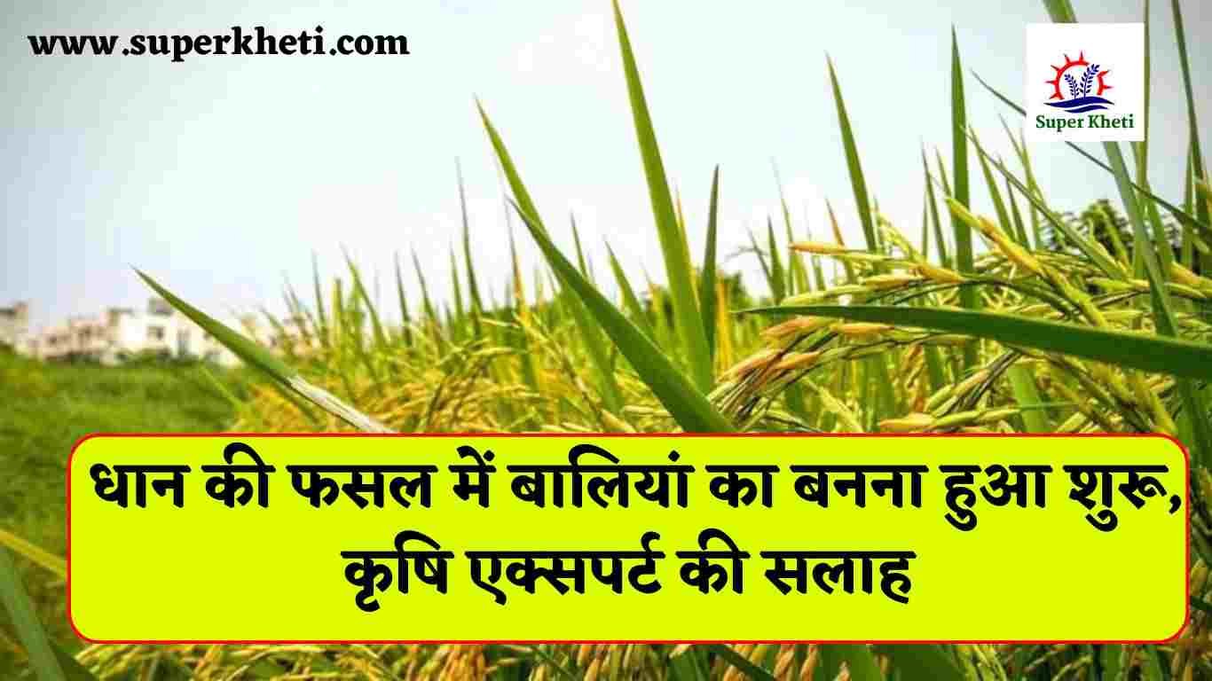 Ears of Grain in Paddy Crop: धान की फसल में बालियां का बनना हुआ शुरू, सिंचाई और यूरिया खाद को लेकर, कृषि एक्सपर्ट की सलाह