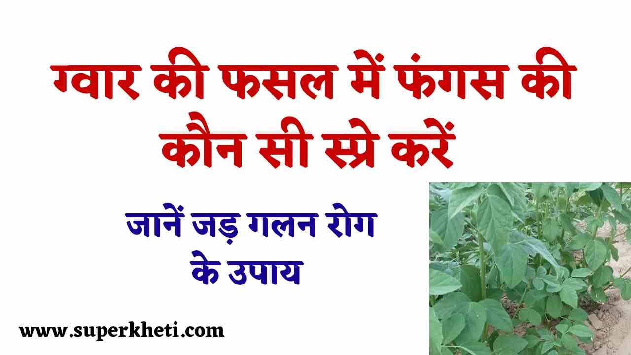 Fungus in guar crop: ग्वार की फसल में फंगस की कौन सी स्प्रे करें, जानें जड़ गलन रोग के उपाय