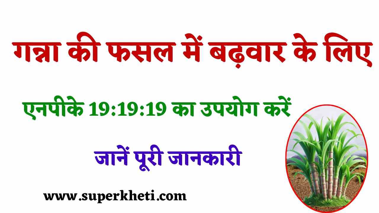 Ganna Kheti Me NPK 19:19:19: गन्ना में बढ़वार के लिए कौन सा एनपीके पौधों के लिए सबसे अच्छा है, जानें पूरी जानकारी