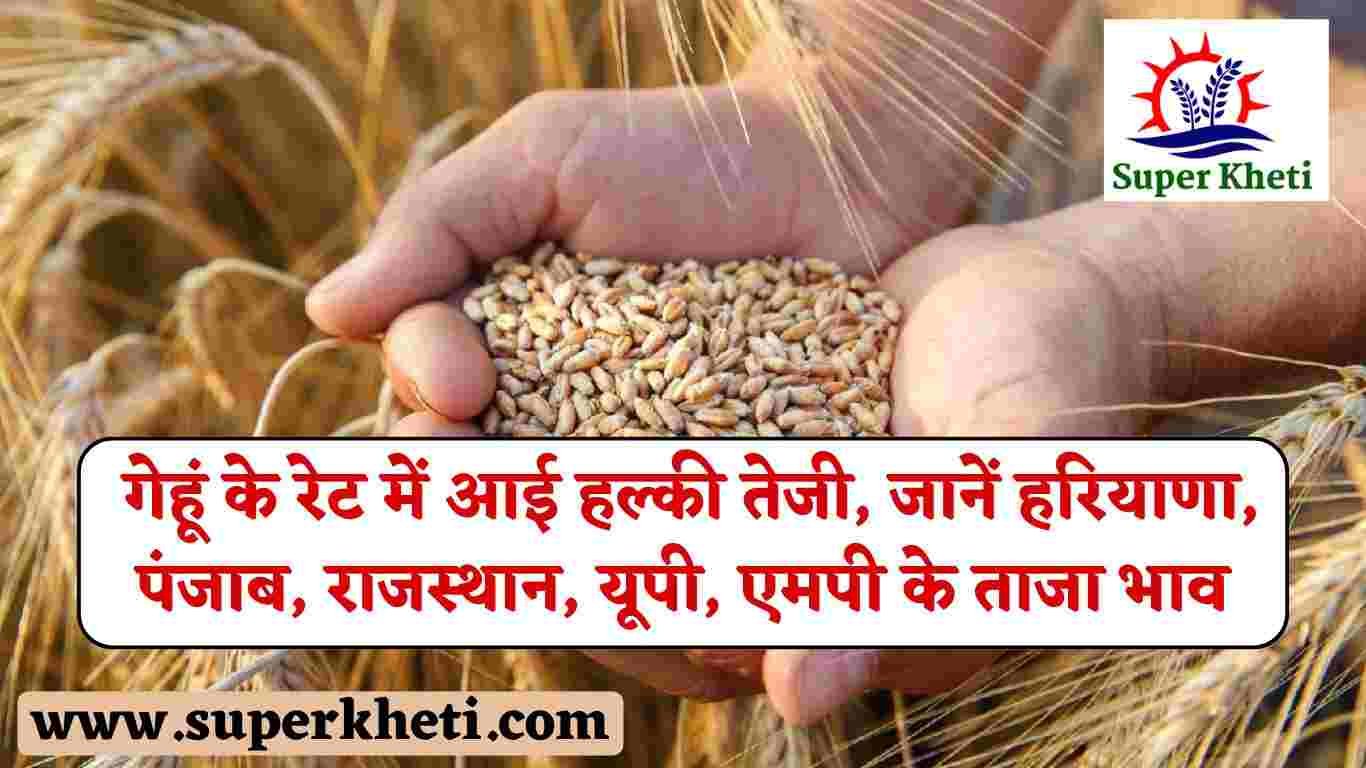 Gehun Ka Rate Today: गेहूं के रेट में आई हल्की तेजी, जानें हरियाणा, पंजाब, राजस्थान, यूपी, एमपी के ताजा भाव