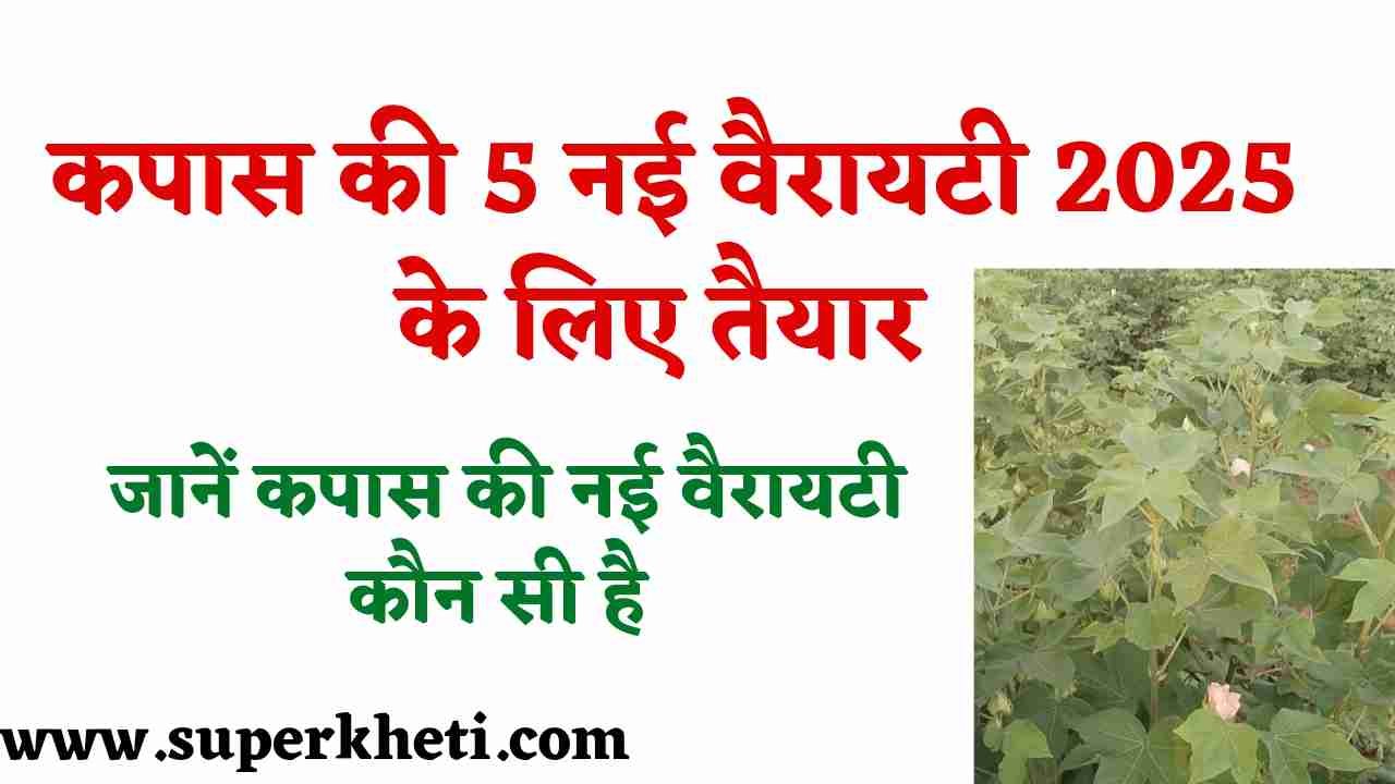 Kapas Ki New Variety: हाइब्रिड कपास की 5 नई वैरायटी 2025 के लिए तैयार, जानें कपास की नई वैरायटी कौन सी है