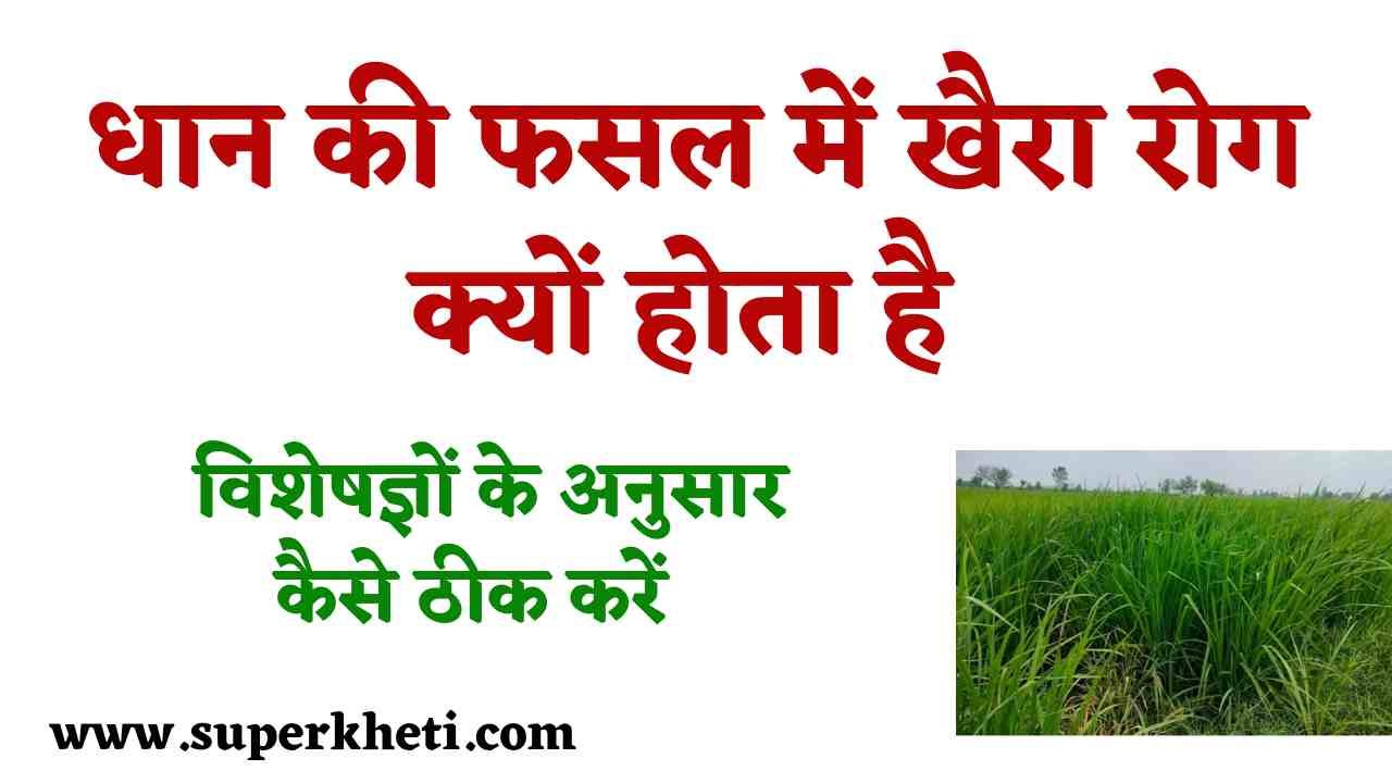 Khaira Disease in Paddy Crop: धान की फसल में खैरा रोग क्यों होता है उसे कैसे ठीक कर सकते हैं, पूरी डिटेल