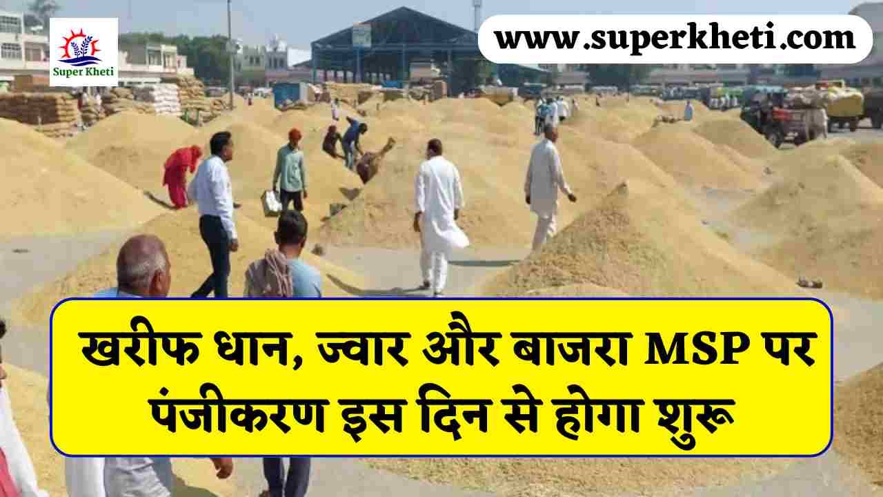 Kharif MSP Registration: खरीफ धान, ज्वार और बाजरा MSP पर पंजीकरण इस दिन से होगा शुरू, जानें कैसे करें