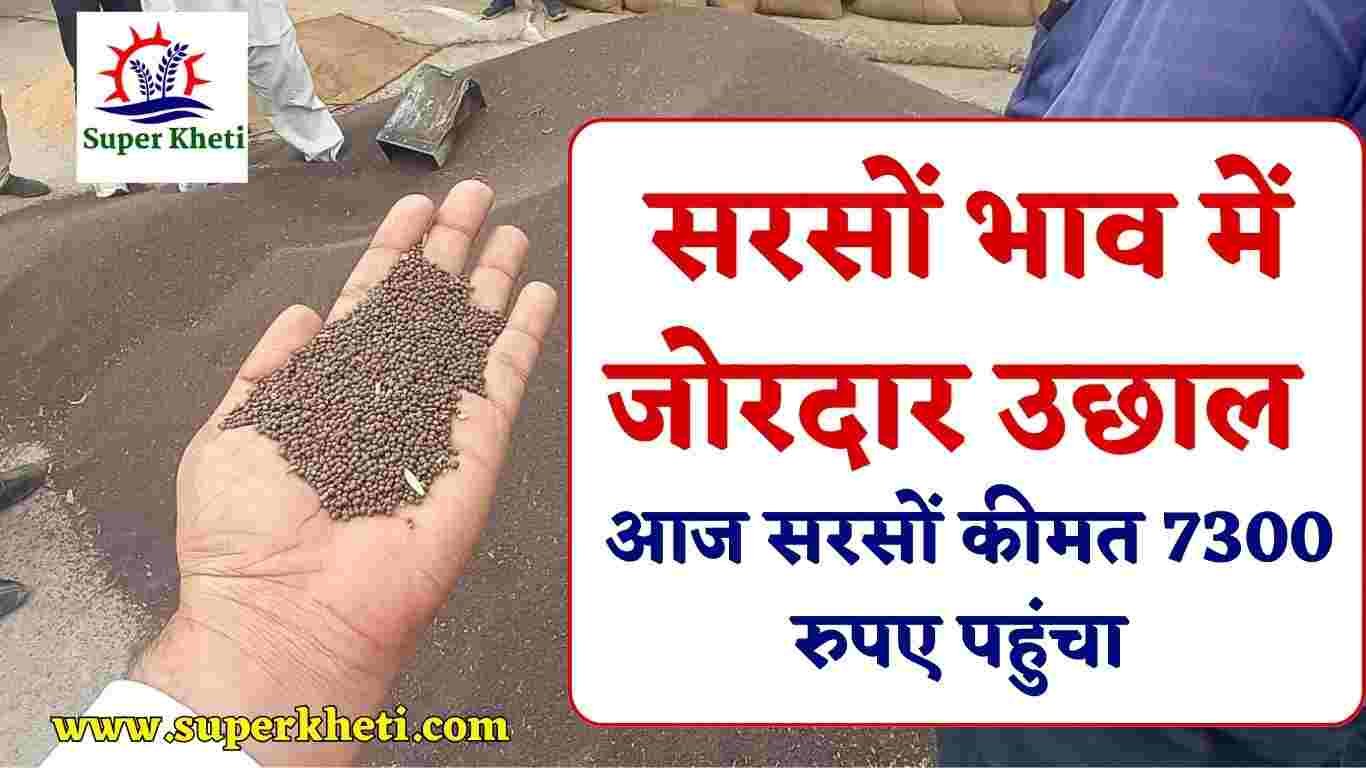 Mustard Rate Rises Today: सरसों भाव में जोरदार उछाल किसानों में खुशी, शानदार तेजी से कीमत हुई 7300 रुपए प्रति क्विंटल 