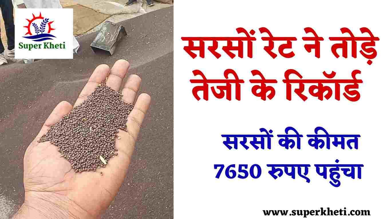 Mustard Prices Increase: सरसों रेट ने तोड़े तेजी के रिकॉर्ड, सरसों की कीमत 7650 रुपए पहुंचा, जानें ताजा भाव 