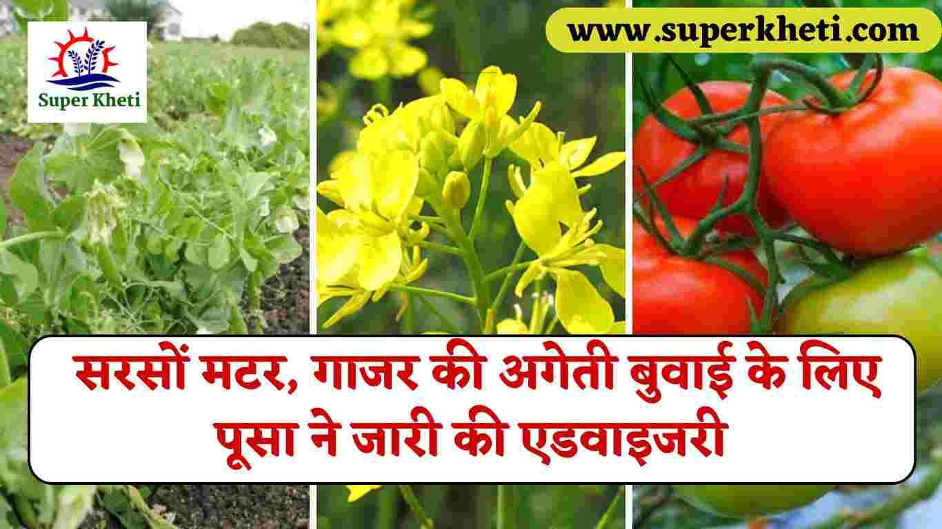 Mustard Sowing Advisory: किसानों को सरसों मटर, गाजर की अगेती बुवाई के लिए पूसा ने जारी की एडवाइजरी, जानें अगेती वैरायटी की डिटेल