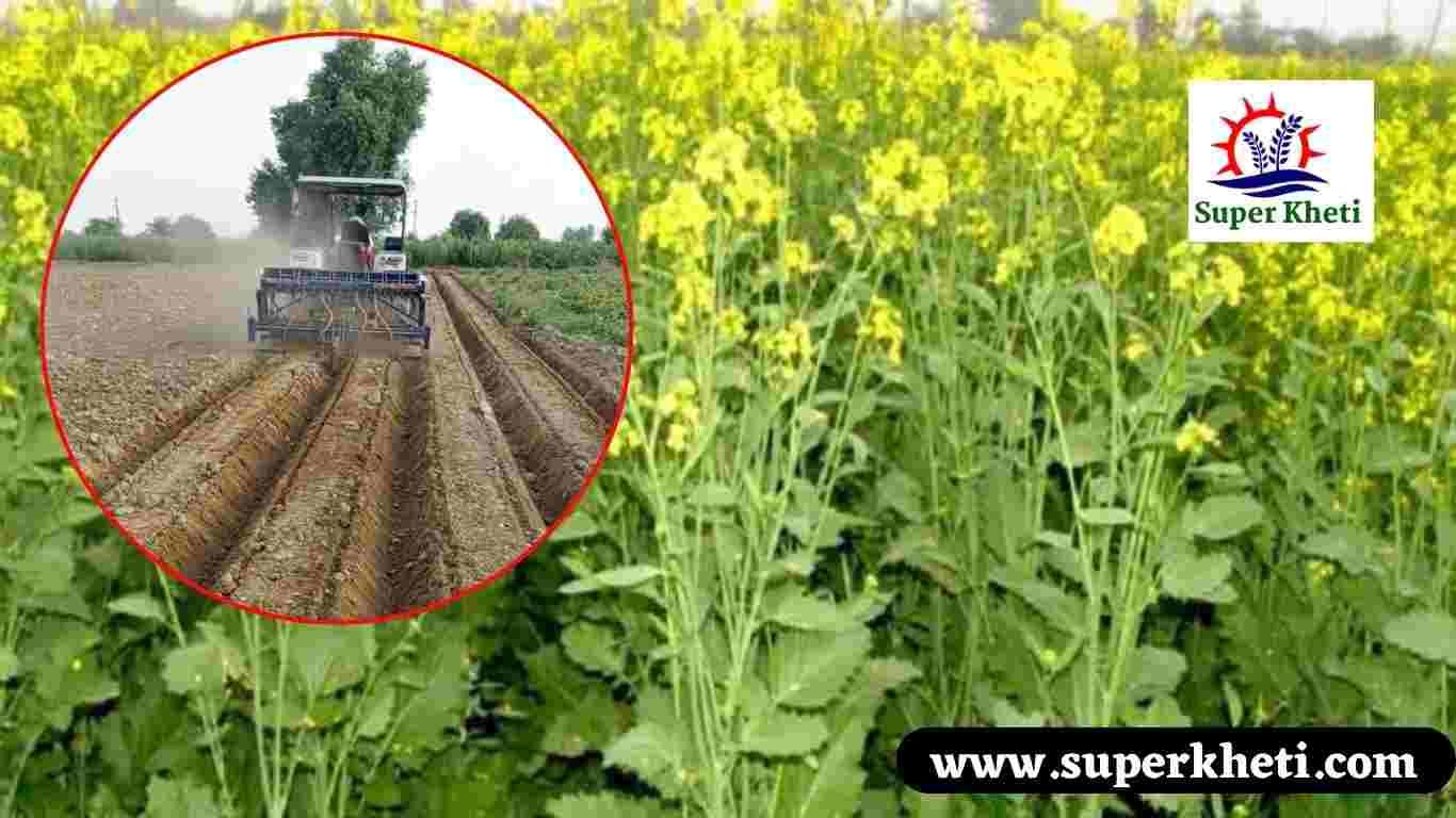 Mustard Using Ridge Method: किसानों को सरसों की फसल 90 दिन में मेड विधि से मिलेगा बंपर उत्पादन, जानें इस की क्या है खासियत