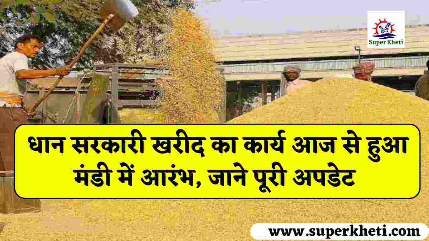 Paddy MSP Purchase Started: धान के किसानों के लिए बड़ी खुशखबरी, धान सरकारी खरीद का कार्य आज से हुआ मंडी में आरंभ, जाने पूरी अपडेट