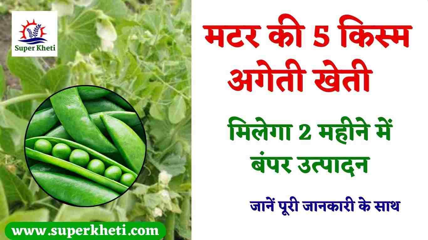 Peas 5 Improved Variety: मटर की अगेती की खेती के लिए किसान लगाएं, ये 5 उन्नत किस्म, मिलेगा 2 महीने में बंपर उत्पादन