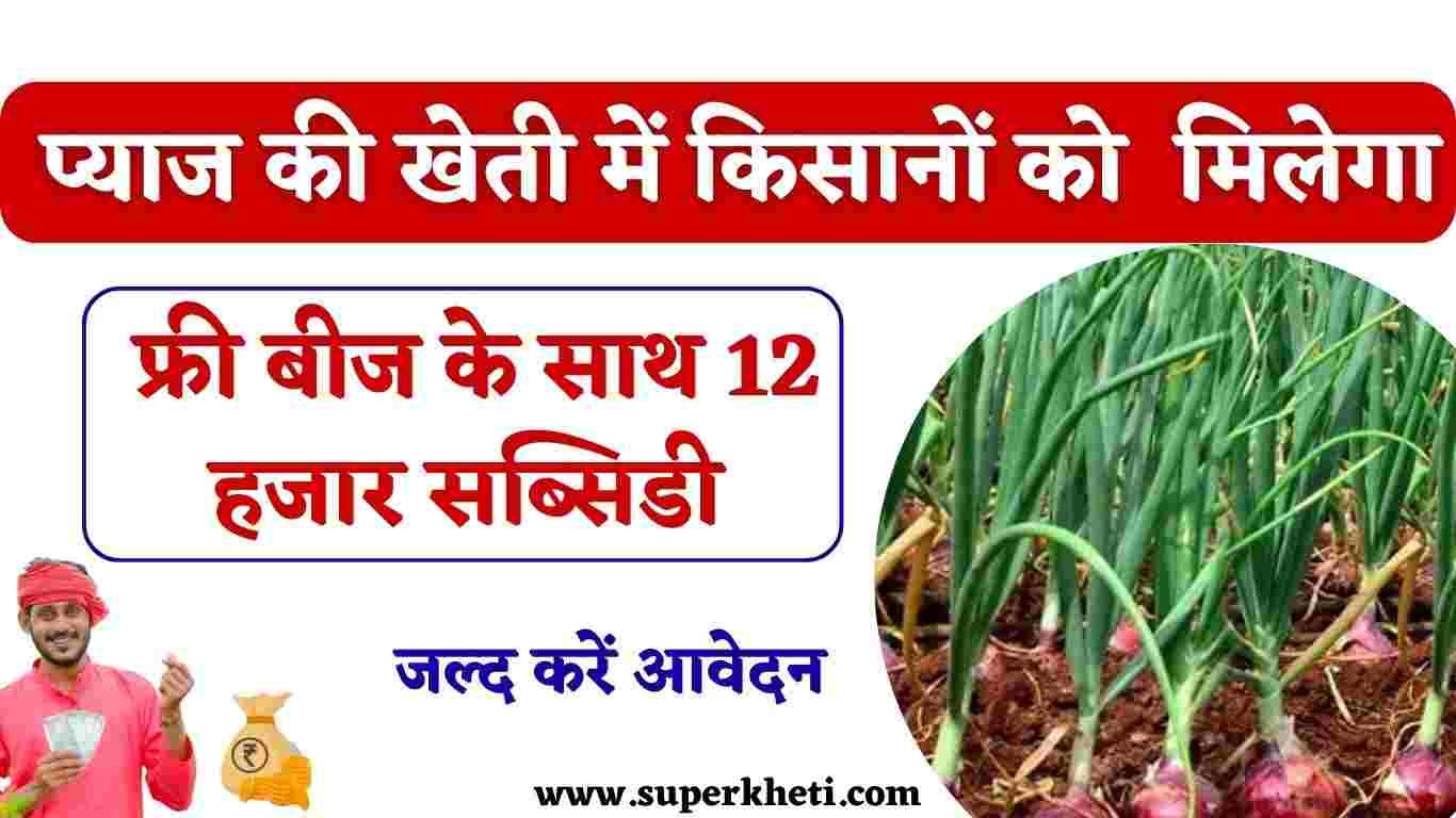 Pyaj Ki Kheti Per Subsidy: प्रदेश सरकार की बड़ी पहल, किसानों को प्याज की खेती के लिए फ्री बीज के साथ 12 हजार सब्सिडी