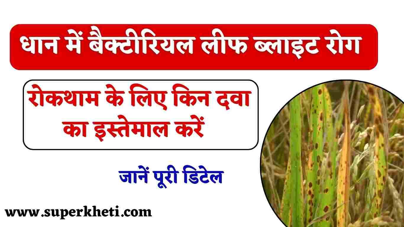 Rice Bacterial Leaf Life Disease: धान की खेती में बैक्टीरियल लीफ ब्लाइट रोग की रोकथाम के लिए करें, इन दवा का इस्तेमाल