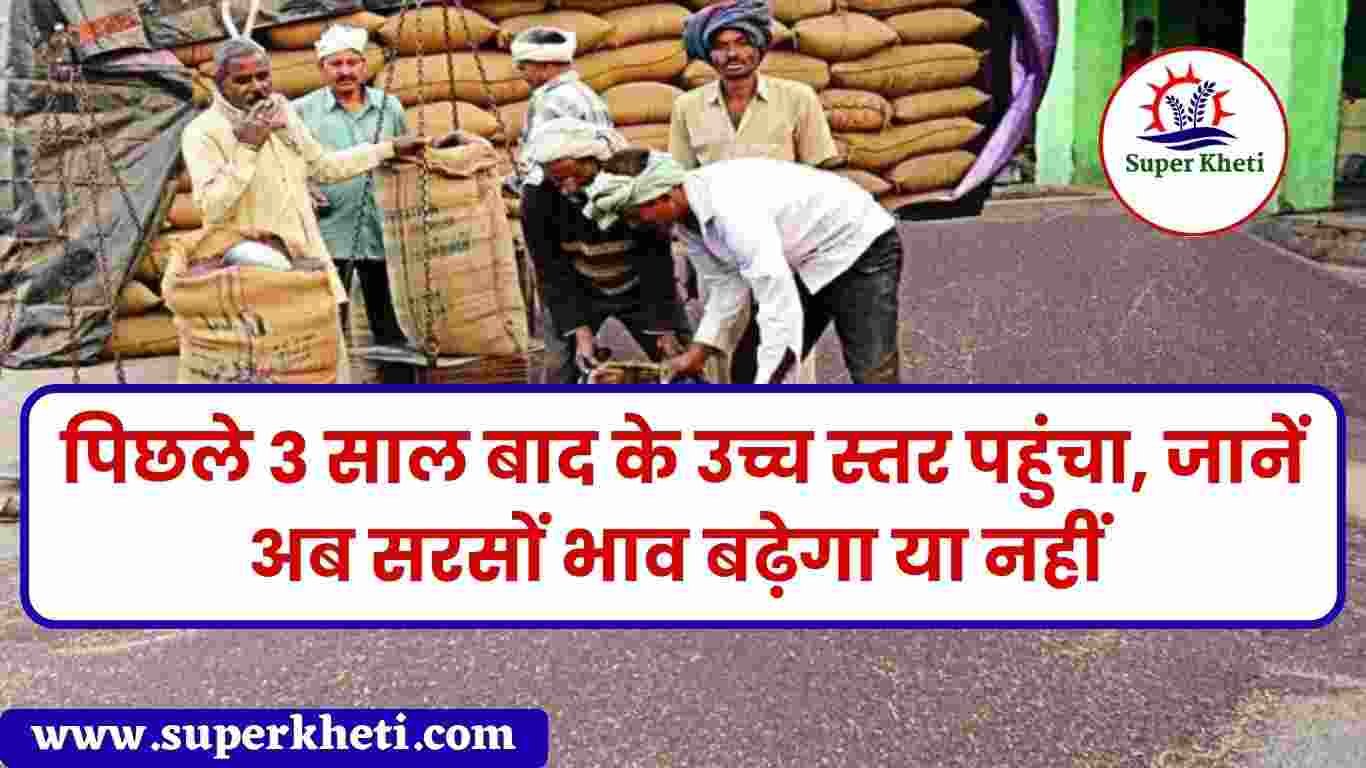 Sarso Ka Bhav Teji Mandi Report: सरसों का भाव बीते 3 साल बाद के उच्च स्तर पहुंचा, जानें अब सरसों का भाव कब बढ़ेगा 2024 में
