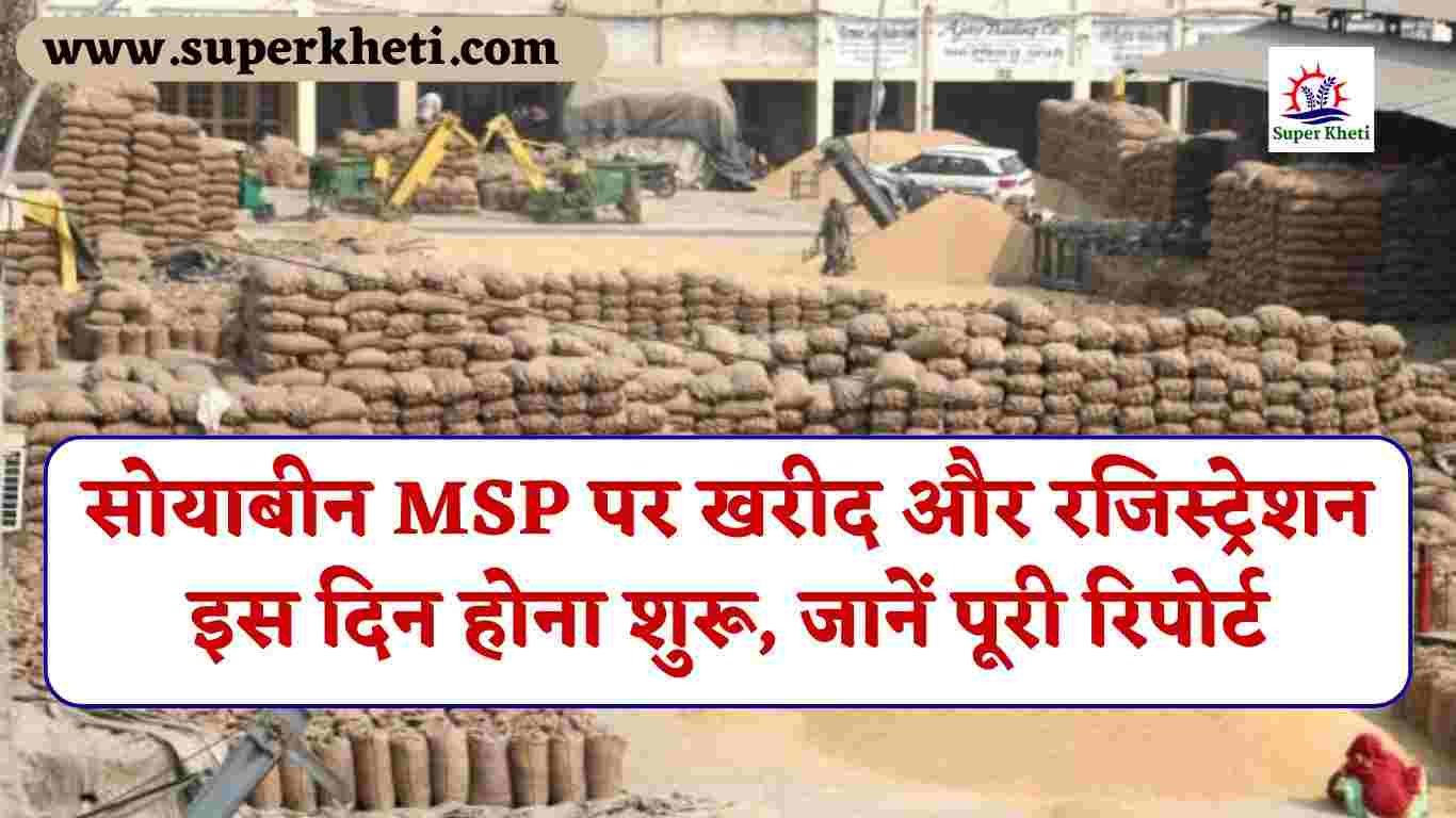 Soyabean MSP Rate Update : सोयाबीन MSP पर खरीद और रजिस्ट्रेशन इस दिन होना शुरू, जानें पूरी रिपोर्ट