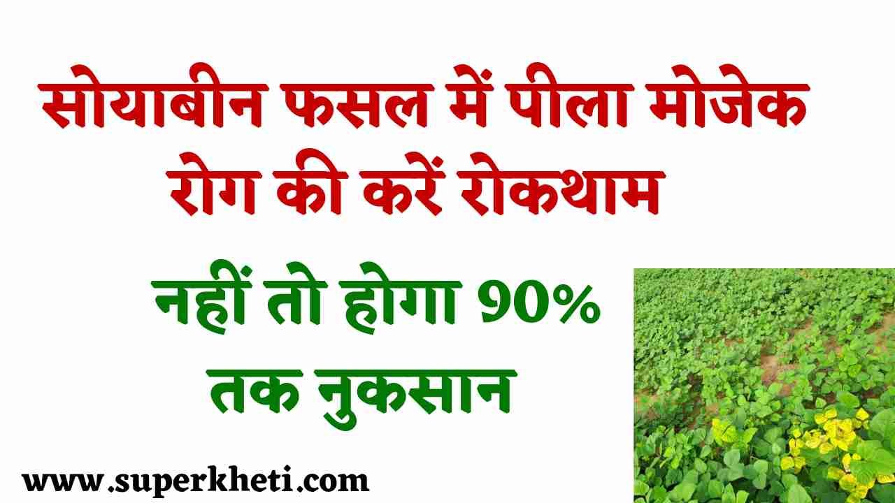 Soyabean Yellow Mosaic Disease: सोयाबीन फसल में पीला मोजेक रोग की रोकथाम करना जरूरी, नहीं तो होगा 90% तक नुकसान 