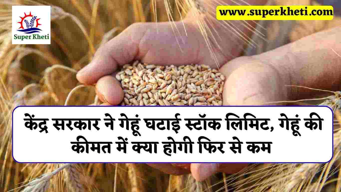 Wheat Reduction Stock Limit: केंद्र सरकार ने गेहूं घटाई स्टॉक लिमिट, गेहूं की कीमत में क्या होगी फिर से कम