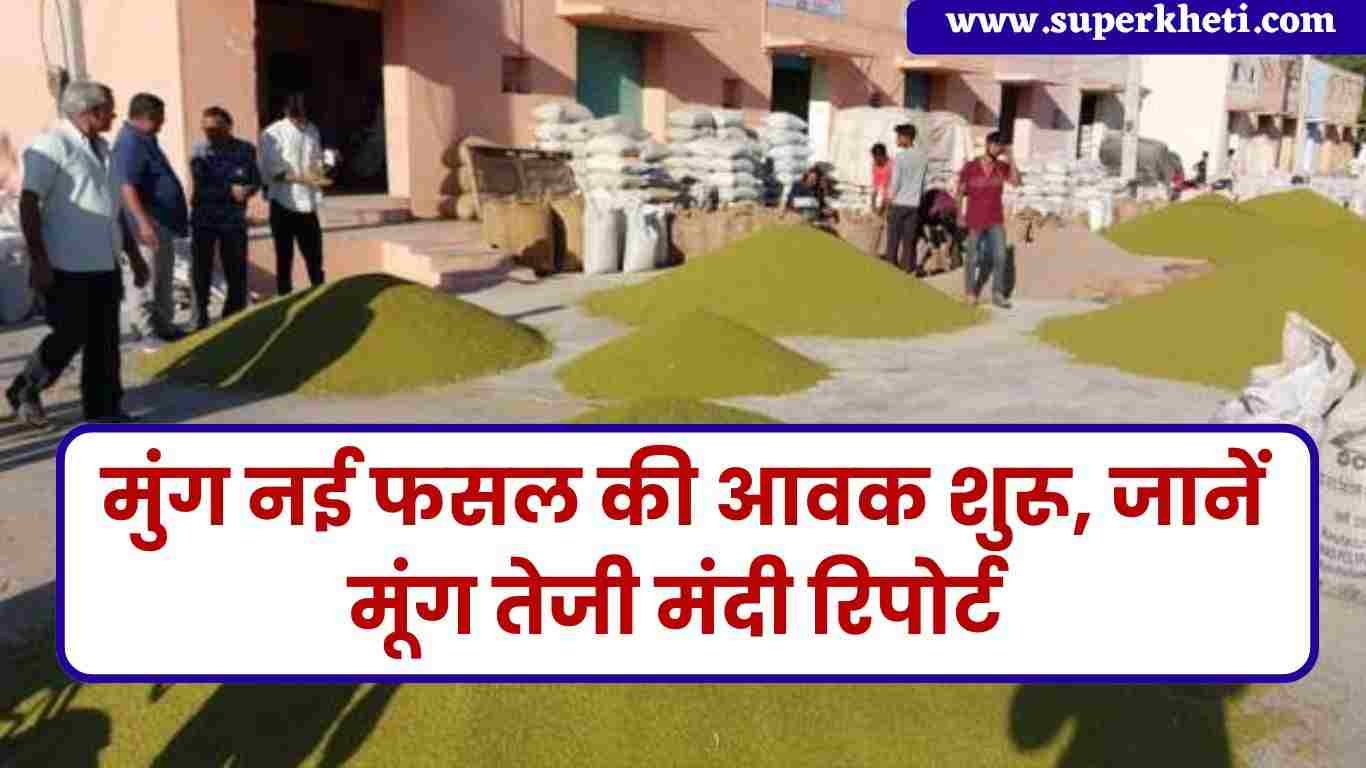 मुंग नई फसल की आवक शुरू, 2024 में मूंग का रेट क्या रहेगा, जानें मूंग तेजी मंदी रिपोर्ट 