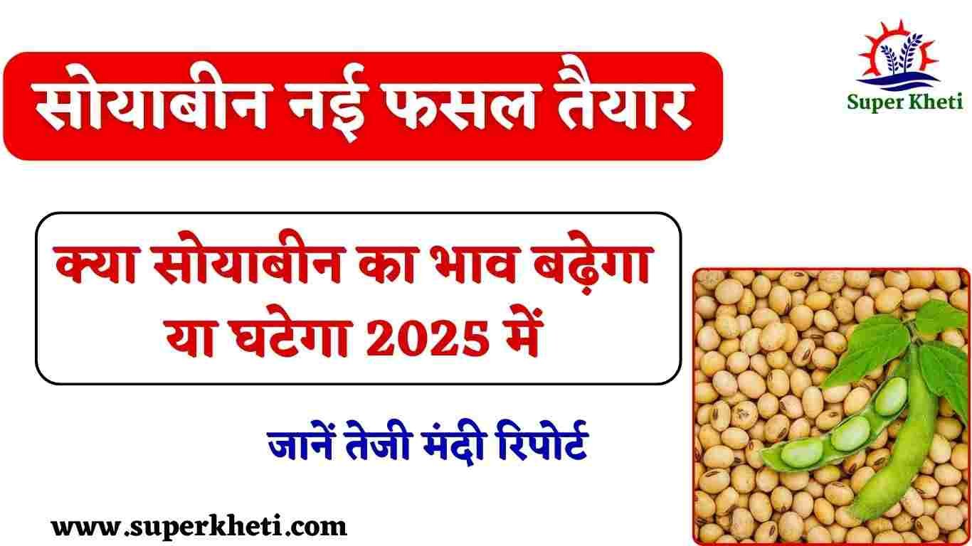 सोयाबीन नई फसल तैयार, क्या सोयाबीन का भाव बढ़ेगा या घटेगा 2025 में, जानें तेजी मंदी रिपोर्ट 