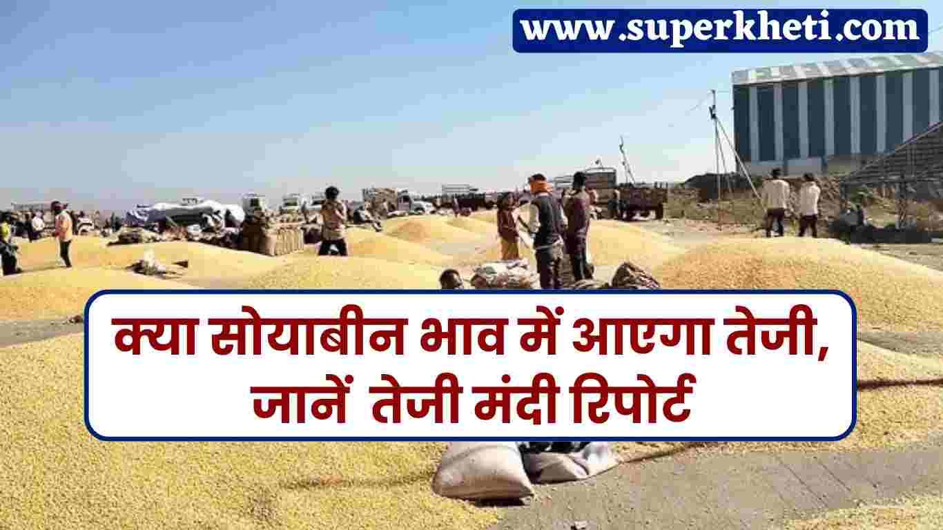 सोयाबीन भाव में घट बढ़ जारी, आखिर 2024 में सोयाबीन का भाव क्या रहने वाला है, जानें सोयाबीन तेजी मंदी रिपोर्ट