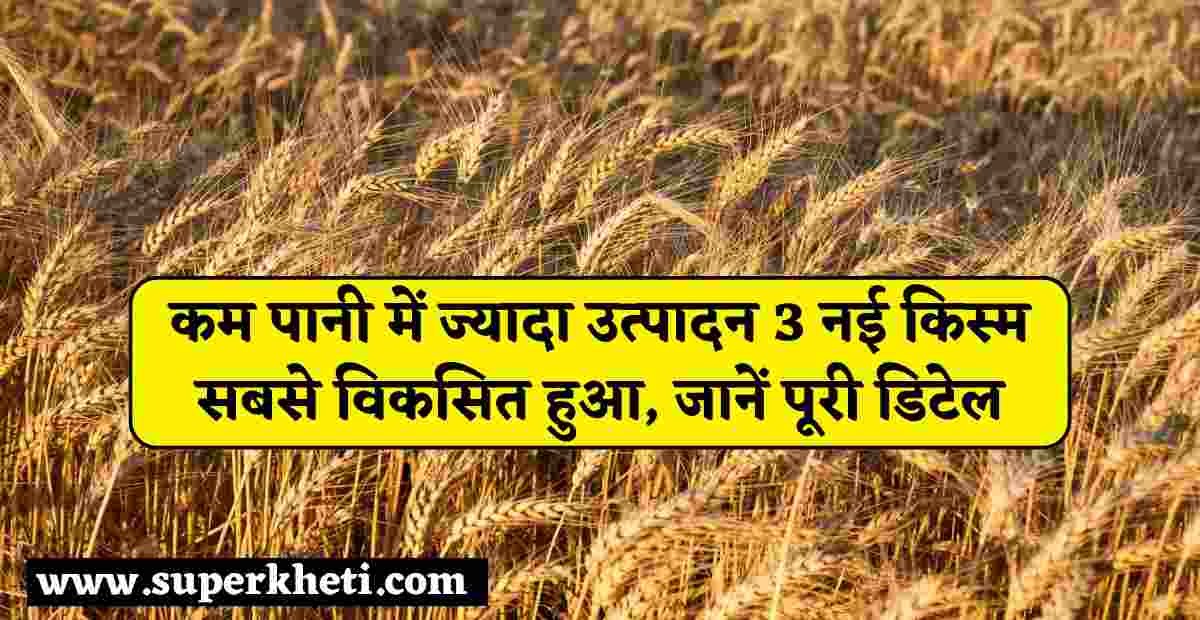 3 Nai Gehu Ka Variety Details:- कम पानी में ज्यादा उत्पादन 3 नई किस्म सबसे बढ़िया गेहूं की वैरायटी कौन सी है, जानें पूरी डिटेल