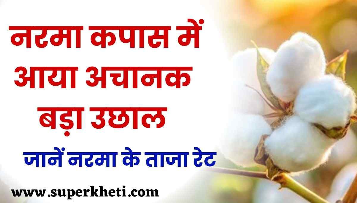 Aaj Ka Narma Kapas Rate 04 October: नरमा कपास की कीमत में आया अचानक बड़ा उछाल, जानें नरमा के ताजा रेट 