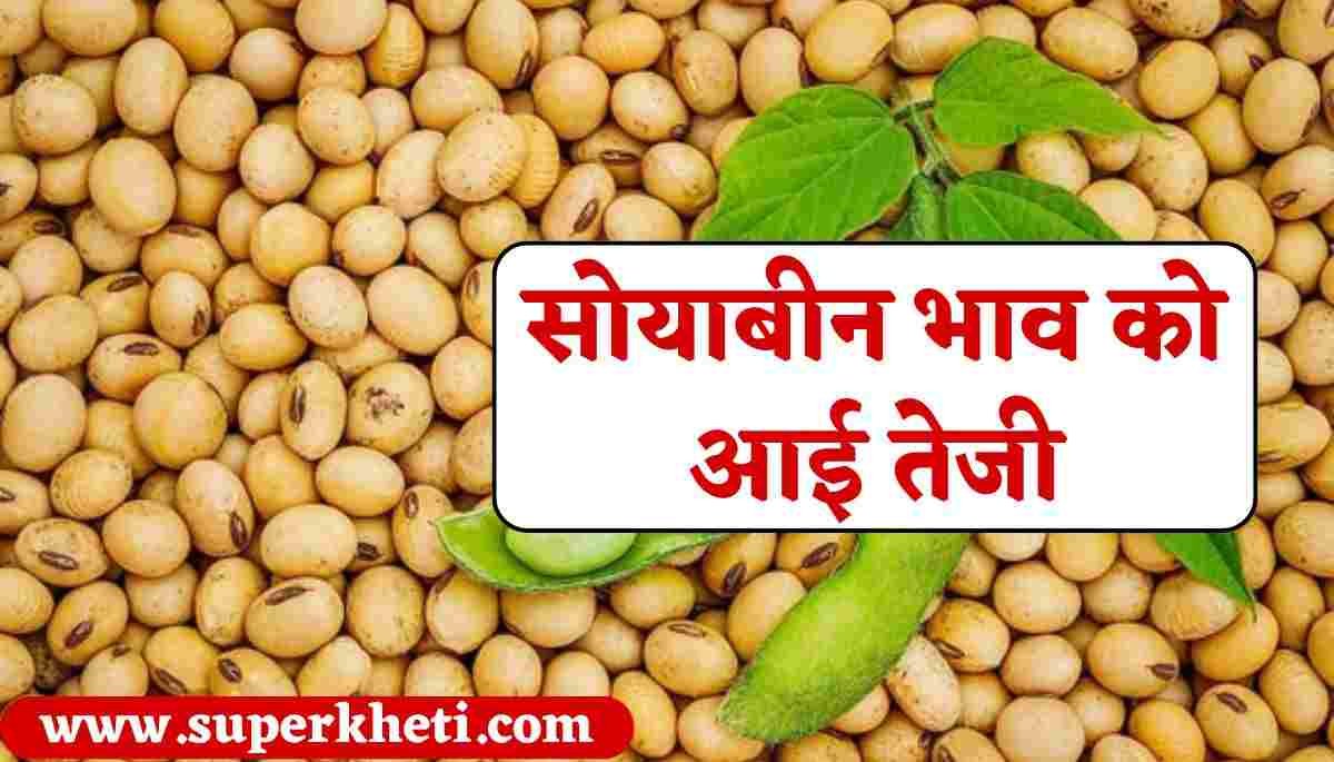 Aaj Ka Soyabean Ka Bhav: सोयाबीन भाव 12 सितंबर 2024 को आई तेजी, जानें आज का भाव 