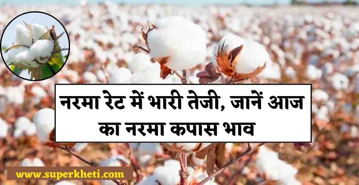Aaj Narma Kapas Rate Today: नरमा रेट में भारी तेजी, जानें आज का नरमा कपास भाव 18 अक्टूबर 2024