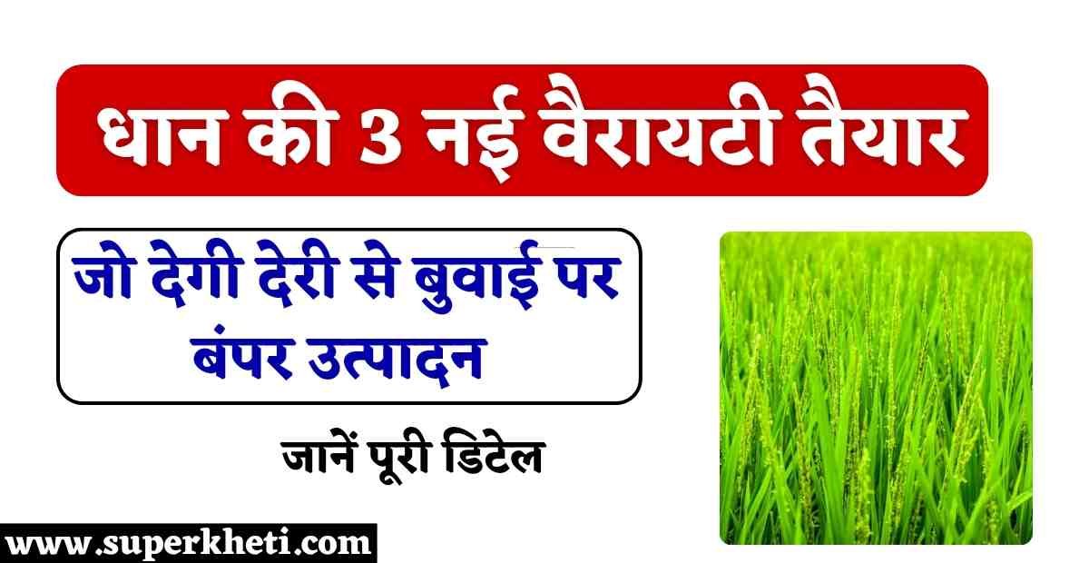 CR Dhan 3 New Variety 2024: 2024 में धान की 3 नई वैरायटी तैयार, जो देगी देरी से बुवाई पर बंपर उत्पादन, जानें पूरी डिटेल