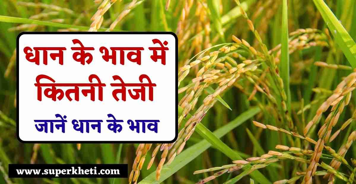 Dhan Mandi Bhav Aaj Ka 17 October 2024: धान के भाव में कितनी तेजी या फिर आई गिरावट, जानें ताजा धान के भाव 