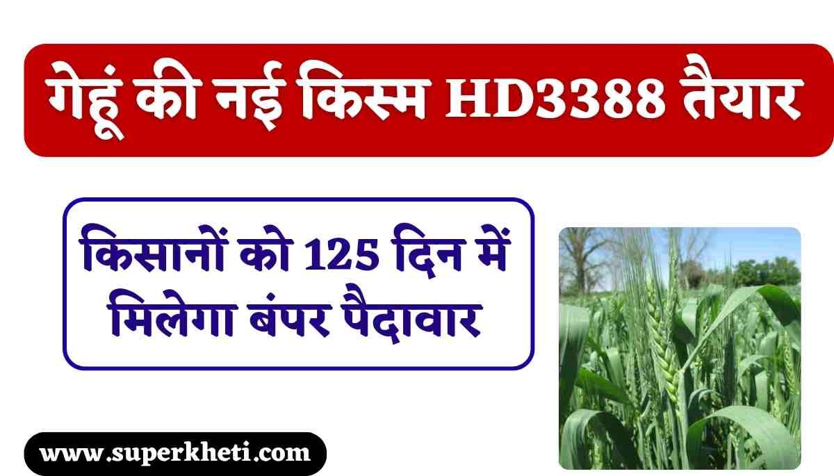 Gehu Ki Nai Variety HD 3388: गेहूं की नई किस्म HD3388 कृषि वैज्ञानिकों द्वारा तैयार, किसानों को 125 दिन में मिलेगा बंपर पैदावार