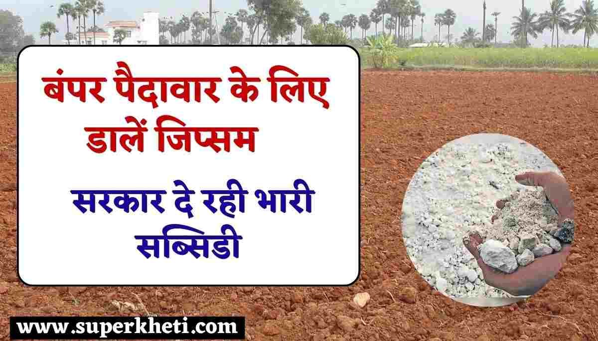 Gypsum Subsidy Scheme 2024: किसान फसल की बंपर पैदावार के लिए इस्तेमाल करें जिप्सम का उपयोग, प्रदेश सरकार दे रही भारी सब्सिडी