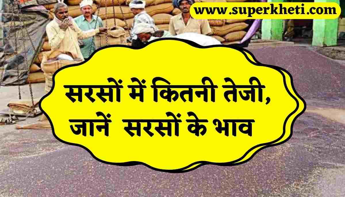 Mustard Price Update 02 October: सरसों की कीमत में कितनी तेजी, जानें सभी सरसों के भाव 