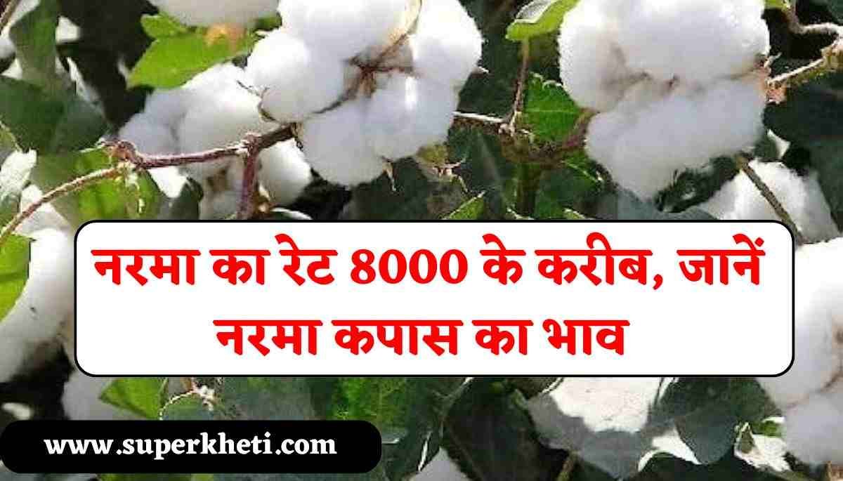 Narma Bhav 08 October 2024: नरमा का रेट 8000 के करीब, जानें नरमा कपास का भाव