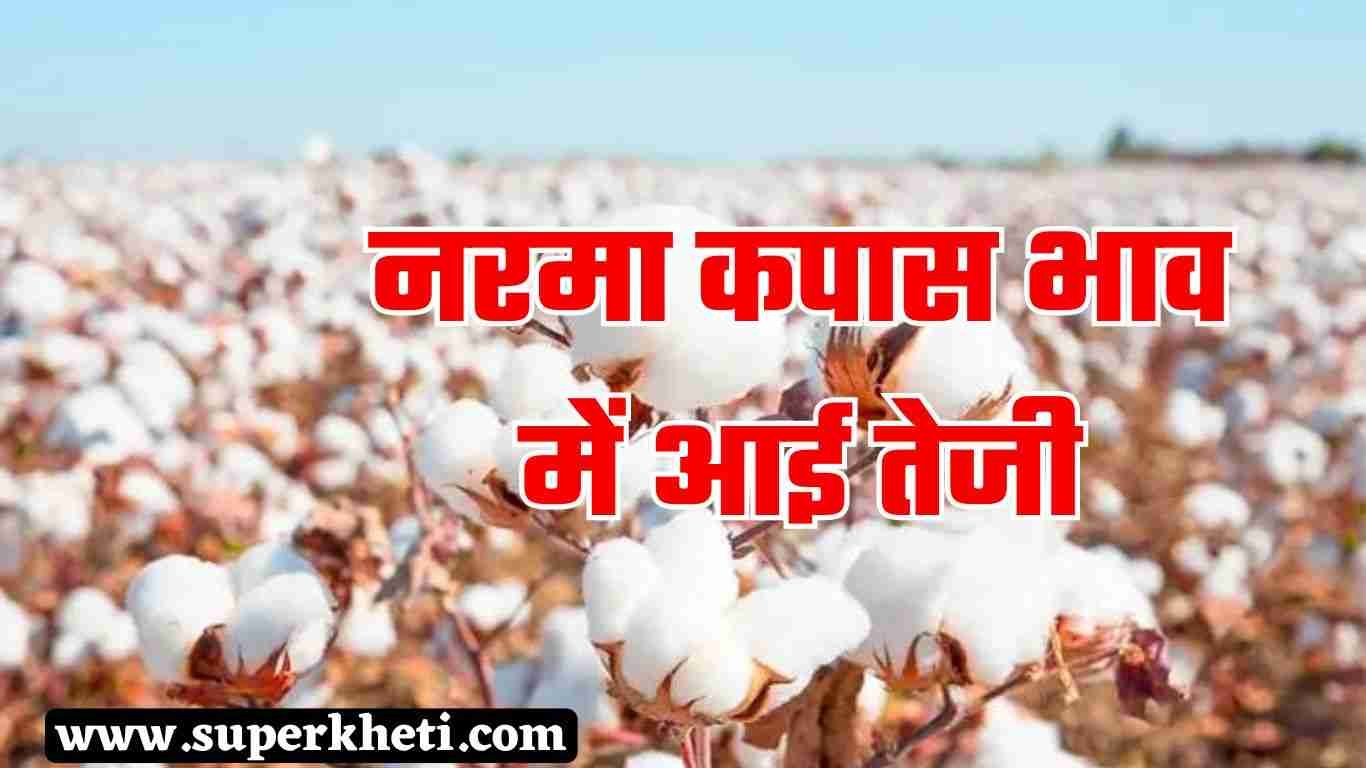 Narma Kapas Ka Bhav: नरमा कपास भाव 01 अक्टूबर 2024 को आई तेजी, जानें सभी मंडी में ताजा भाव 